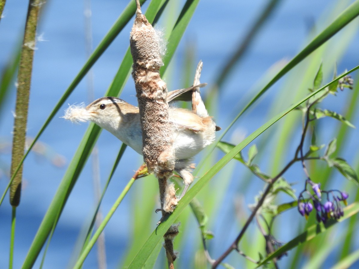 Marsh Wren - ML620237278