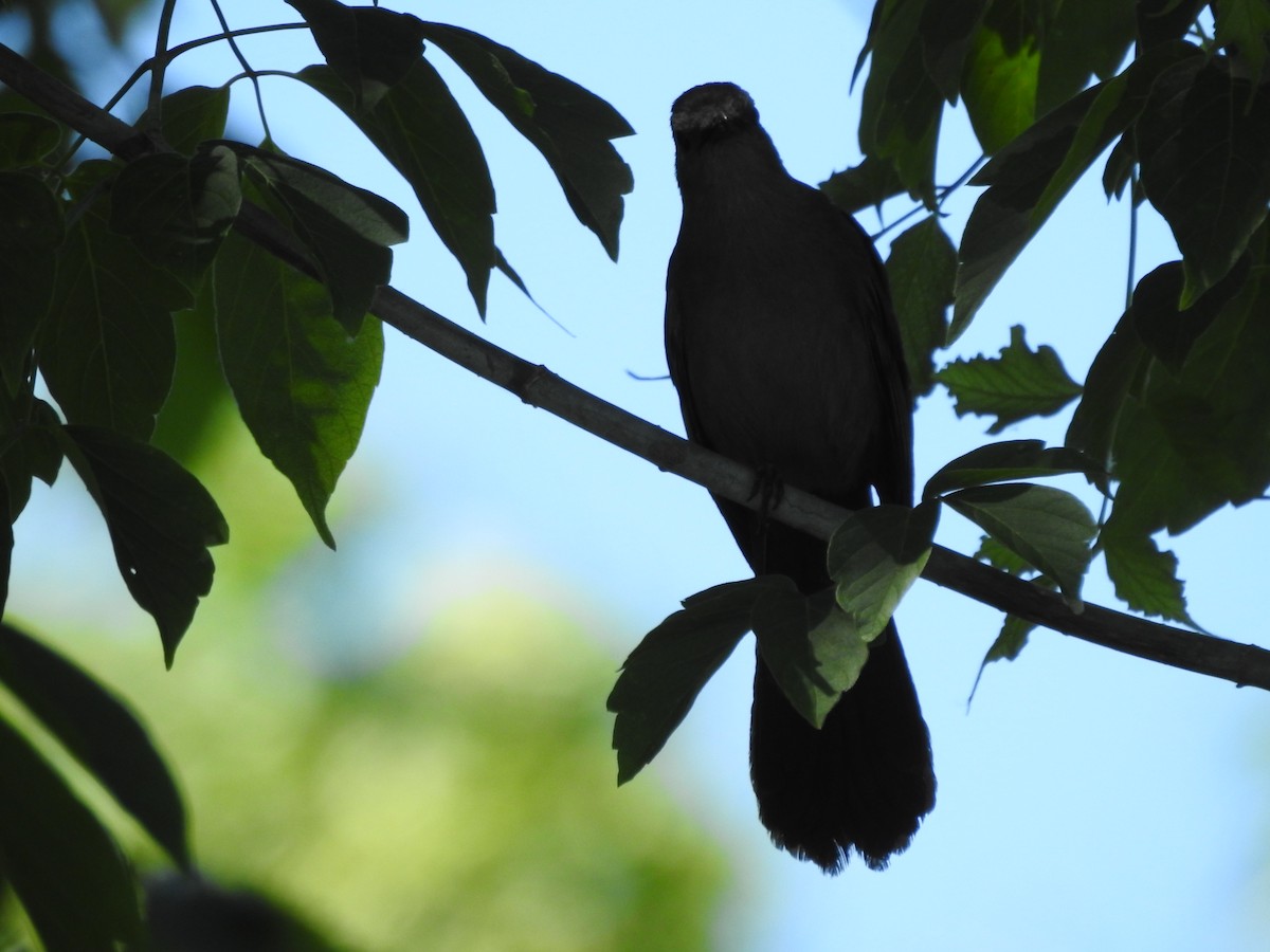 Gray Catbird - ML620237285