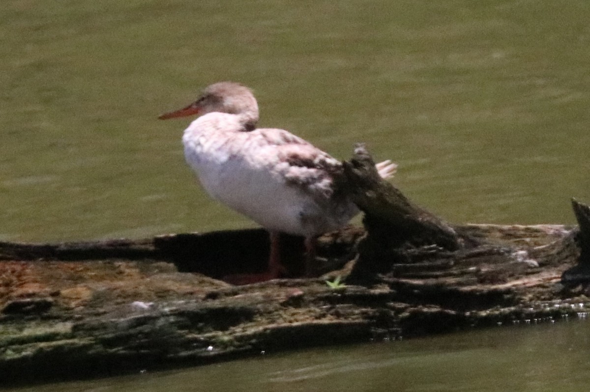 Red-breasted Merganser - ML620237294