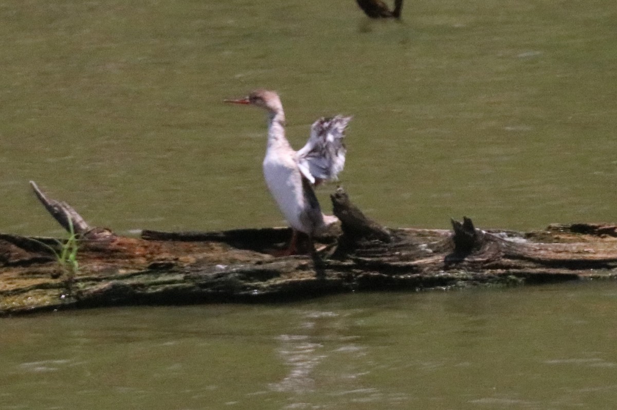 Red-breasted Merganser - ML620237295