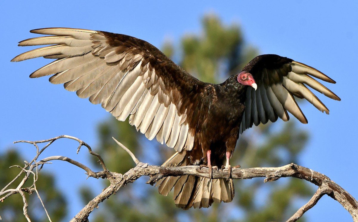 Turkey Vulture - ML620237300
