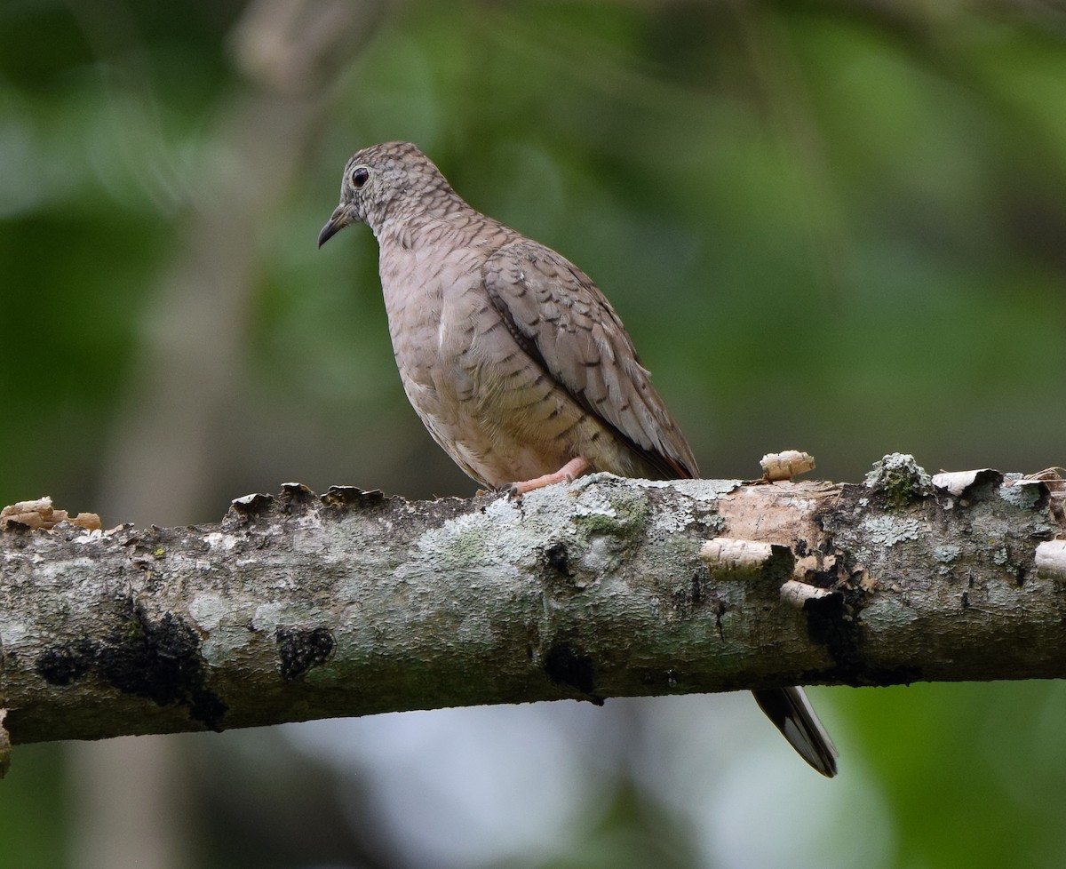 Inca Dove - ML620237303