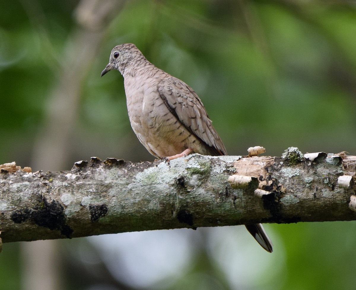 Inca Dove - ML620237304