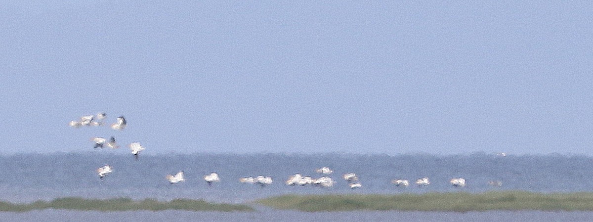 pelikán severoamerický - ML620237305