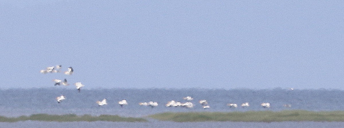 American White Pelican - ML620237305