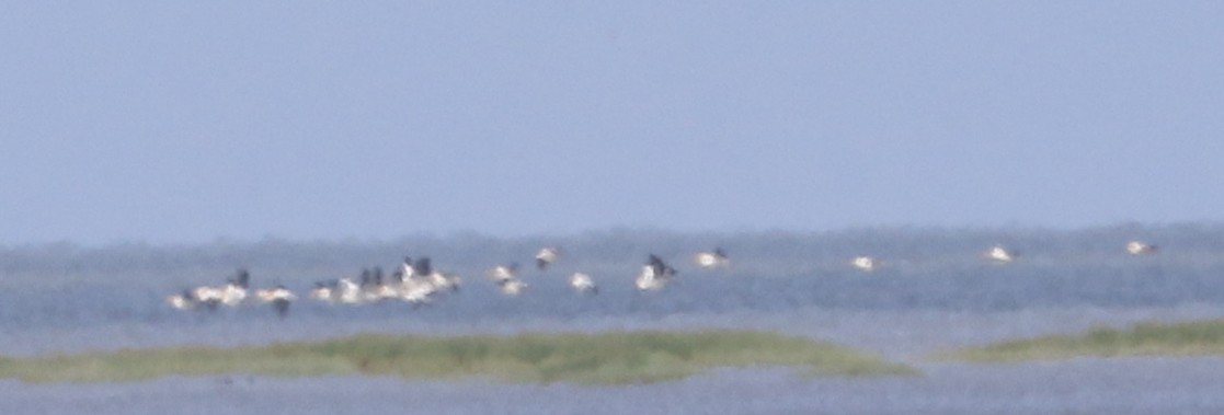 American White Pelican - ML620237306