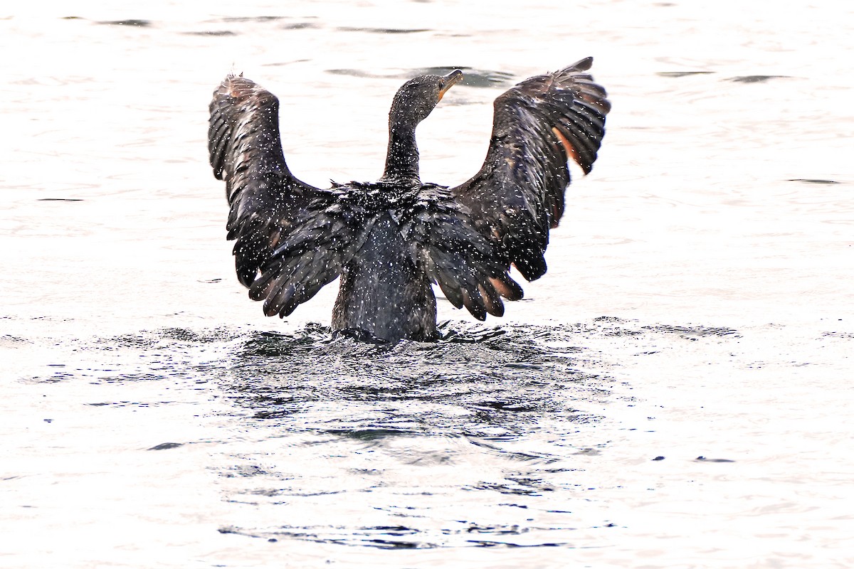 Double-crested Cormorant - ML620237311