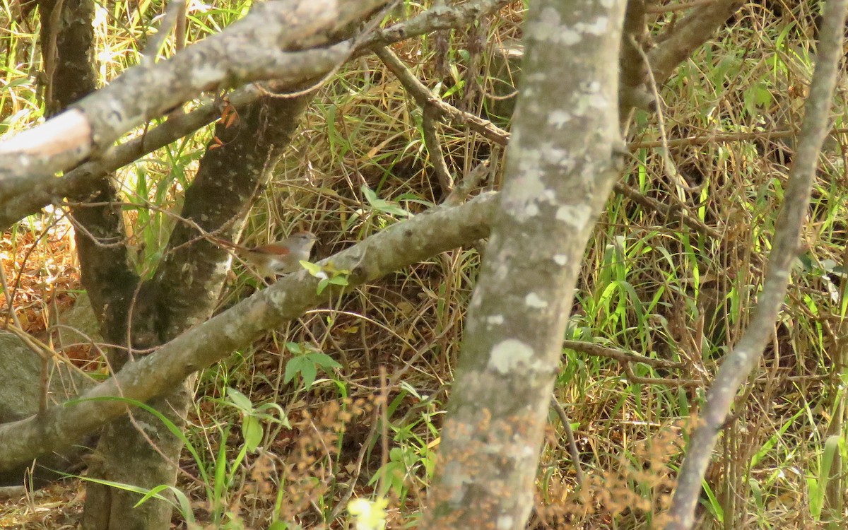 Sooty-fronted Spinetail - ML620237317
