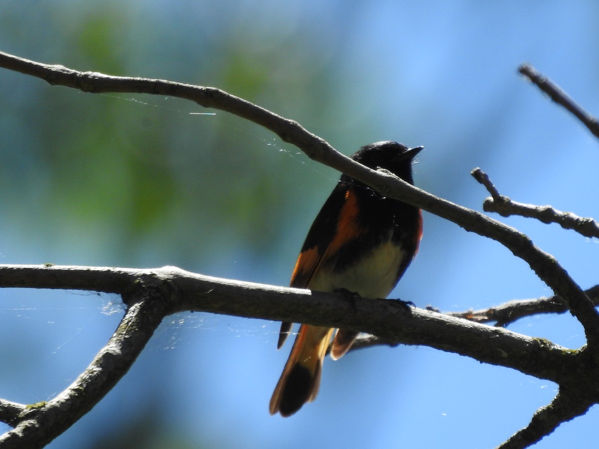 American Redstart - ML620237319