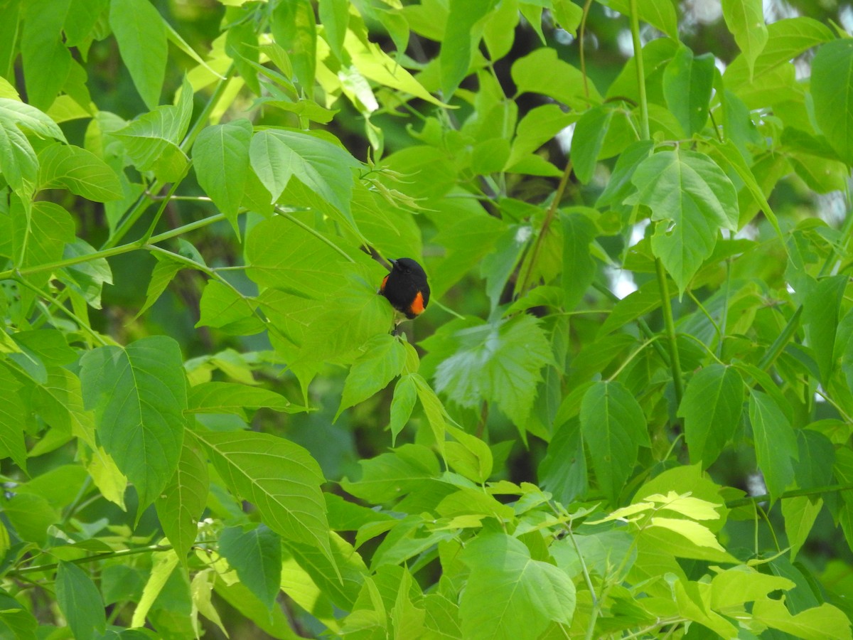 American Redstart - ML620237320