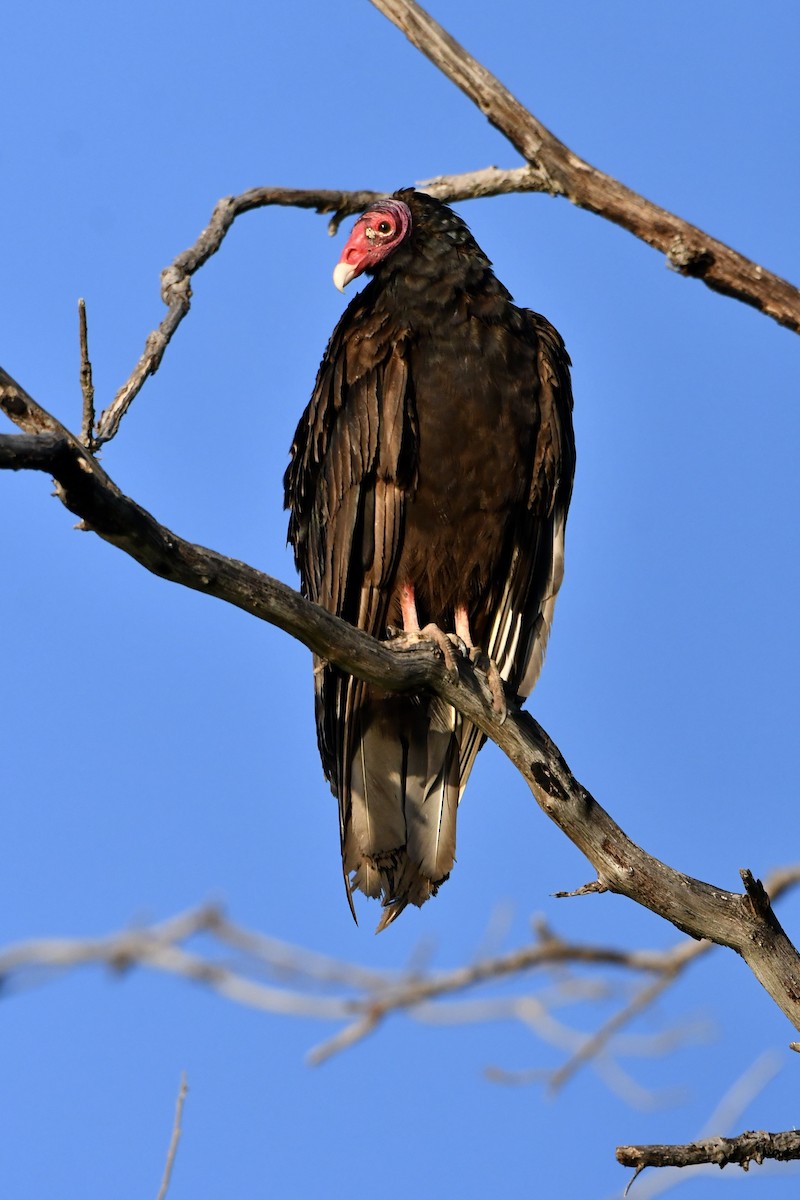 Turkey Vulture - ML620237323