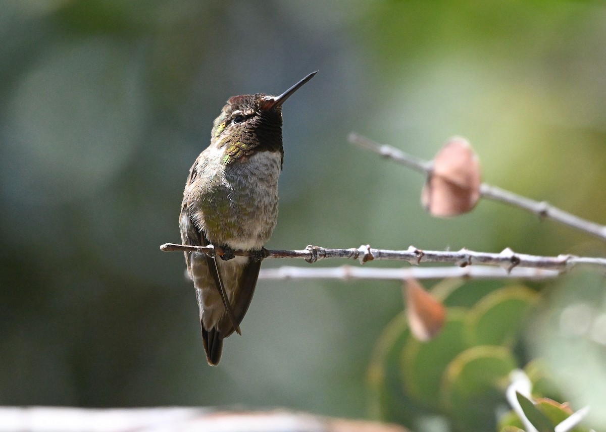 Colibrí de Anna - ML620237340