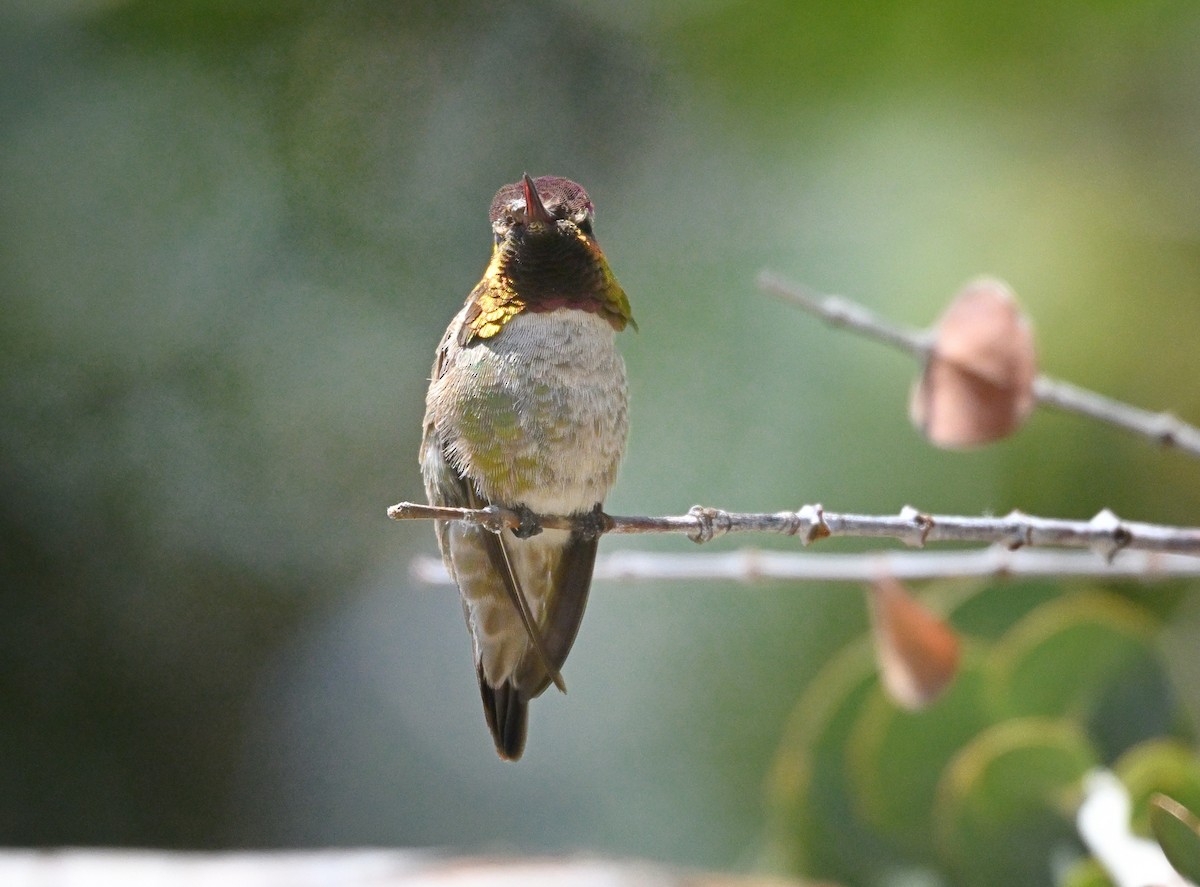 Anna's Hummingbird - ML620237341