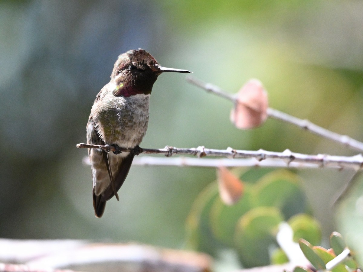 Anna's Hummingbird - Larry Jordan