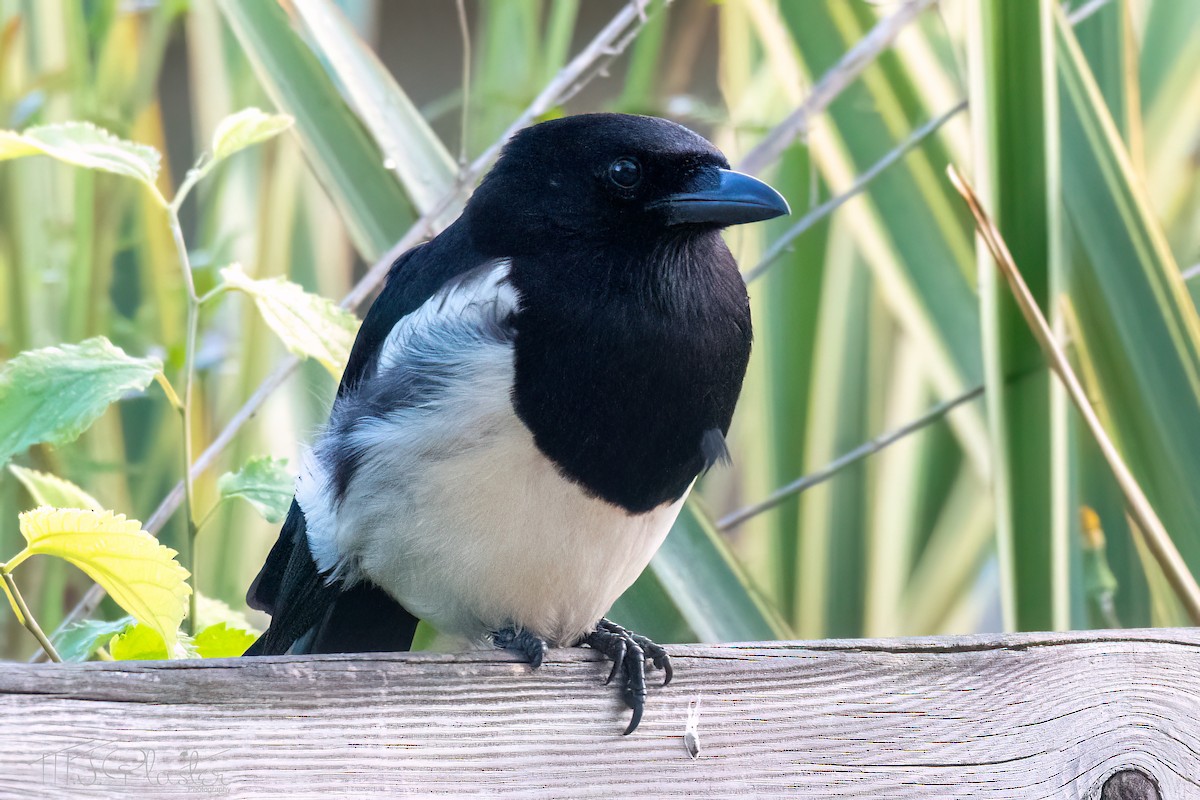 Eurasian Magpie (Iberian) - ML620237344