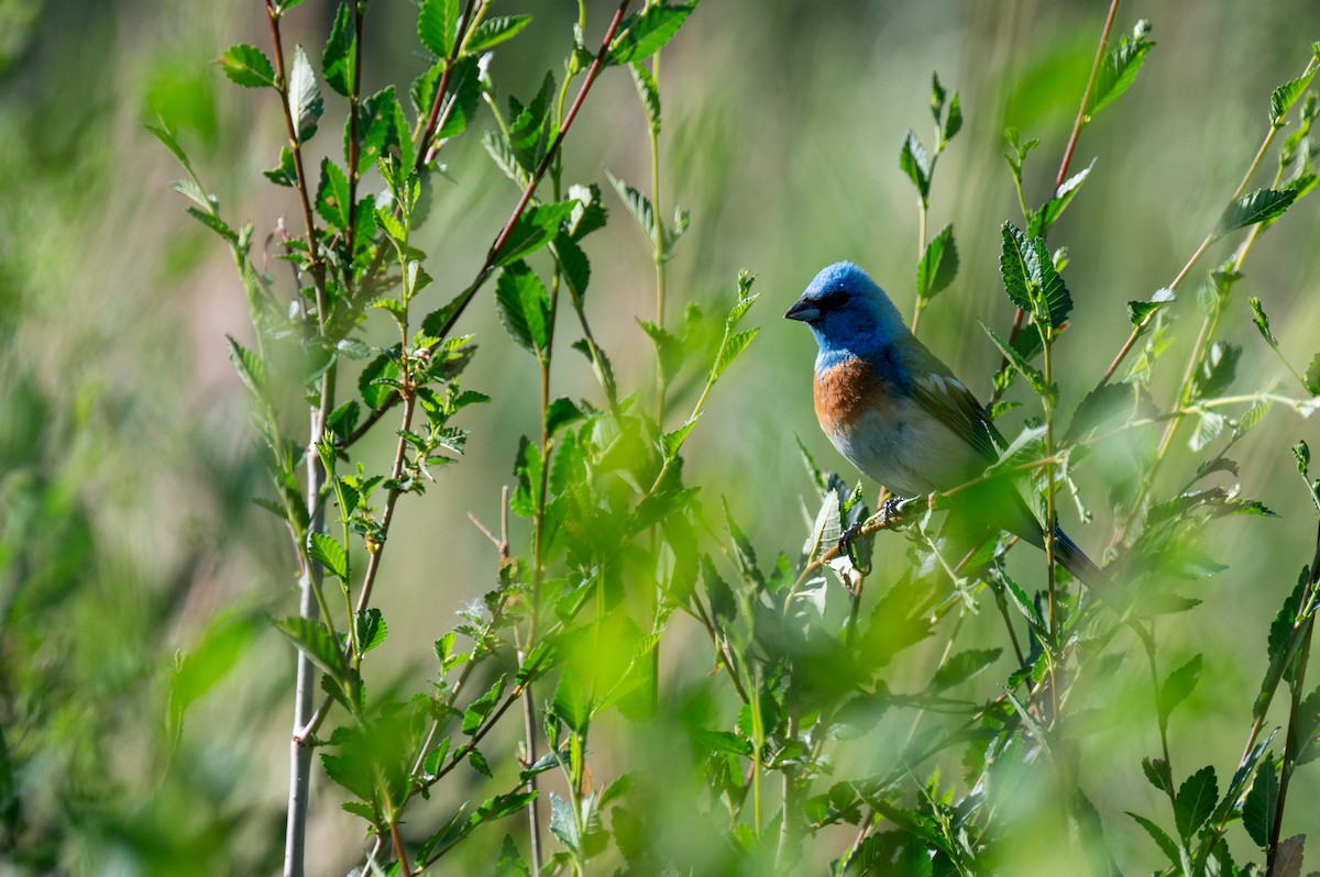 Lazuli Bunting - ML620237346