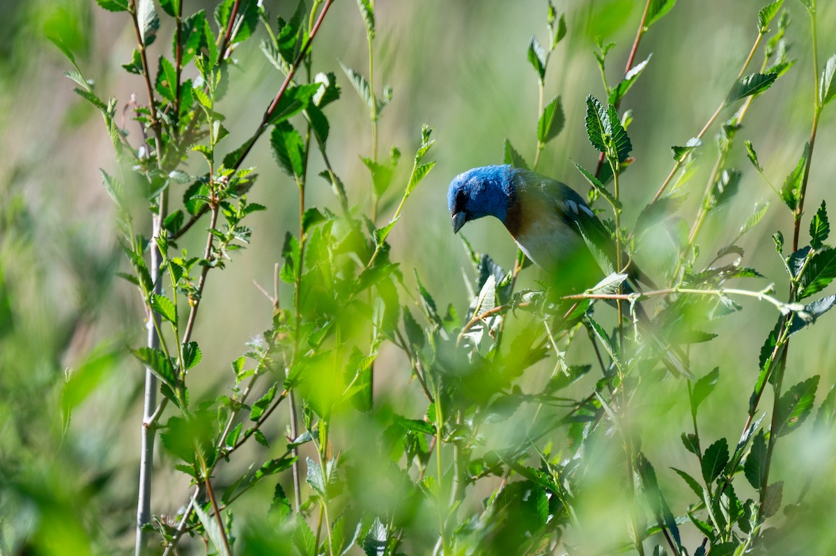 Lazuli Bunting - ML620237347