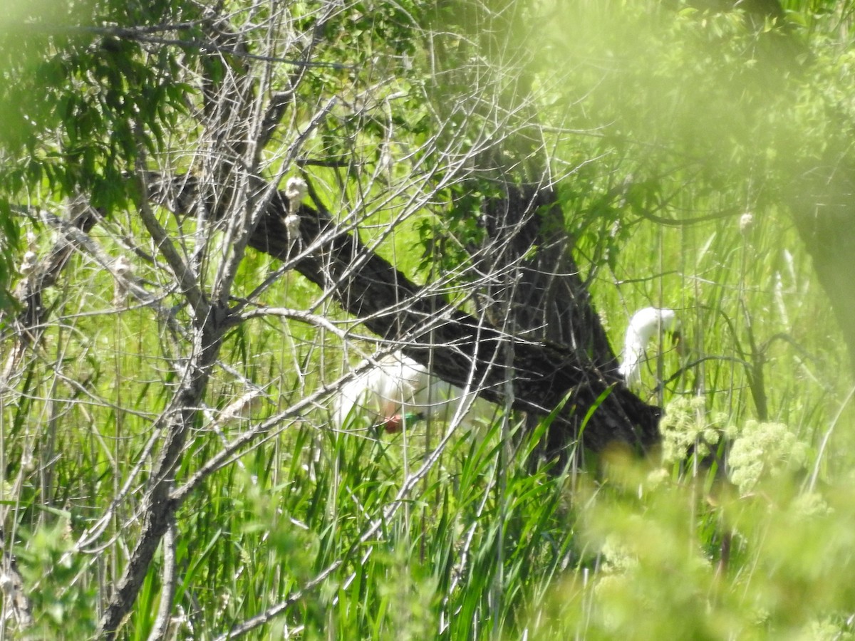 Whooping Crane - ML620237350