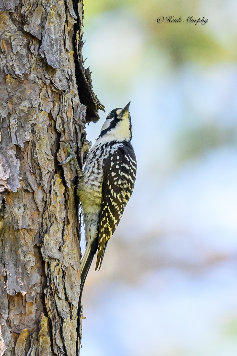 Red-cockaded Woodpecker - ML620237356