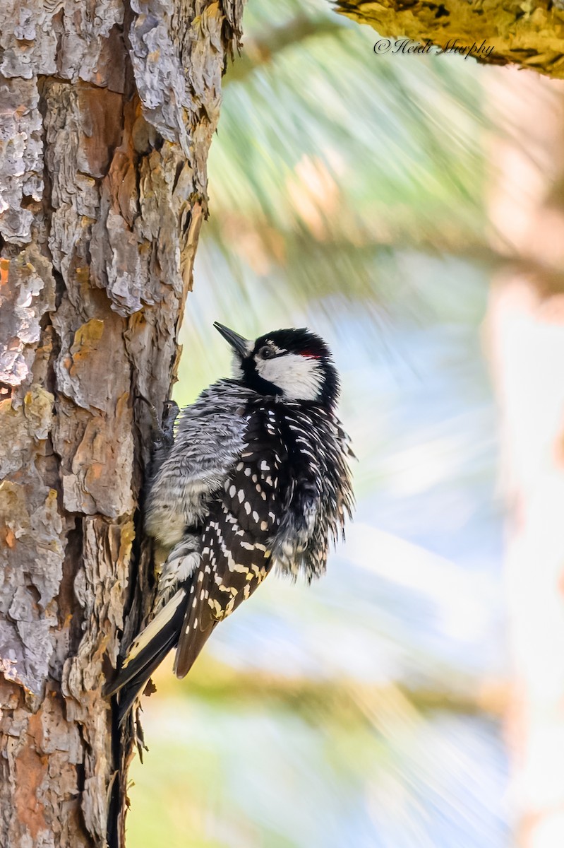 Red-cockaded Woodpecker - ML620237357