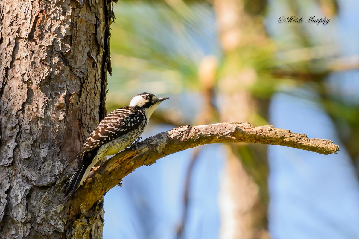 Red-cockaded Woodpecker - ML620237359