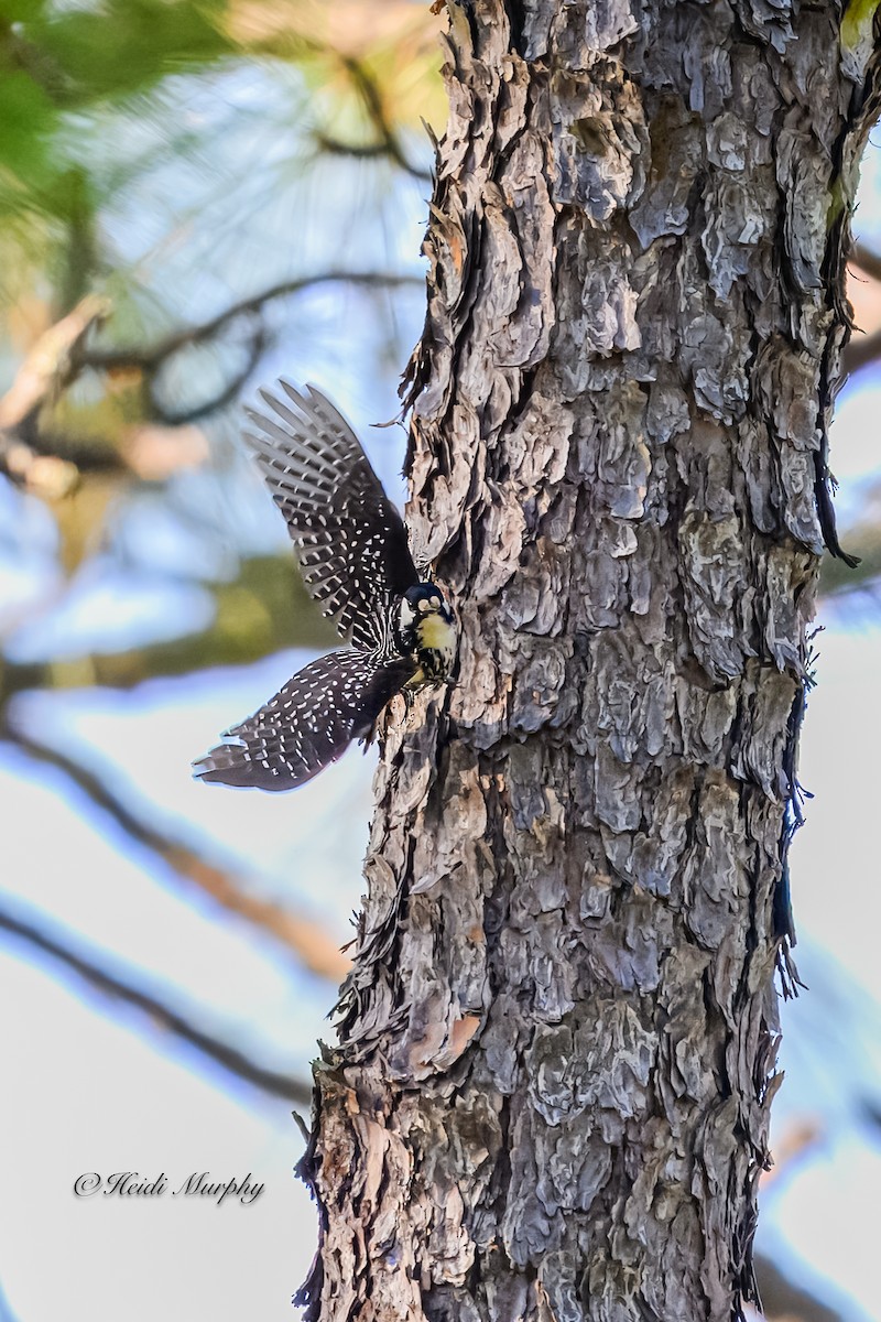 Red-cockaded Woodpecker - ML620237360