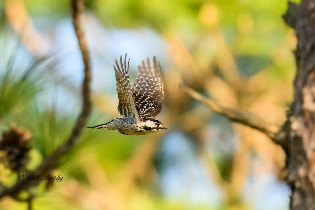 Red-cockaded Woodpecker - ML620237361