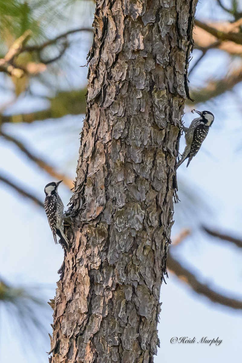 Red-cockaded Woodpecker - ML620237365