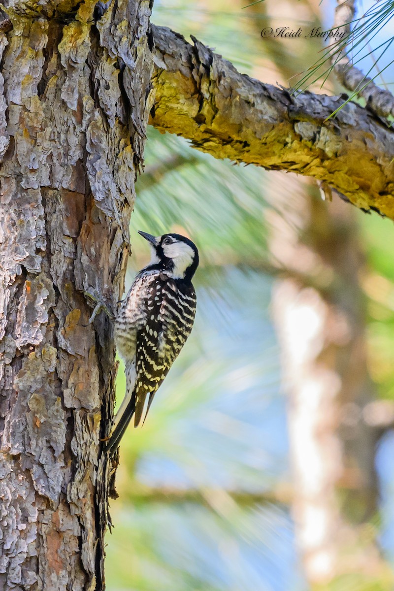 Red-cockaded Woodpecker - ML620237366