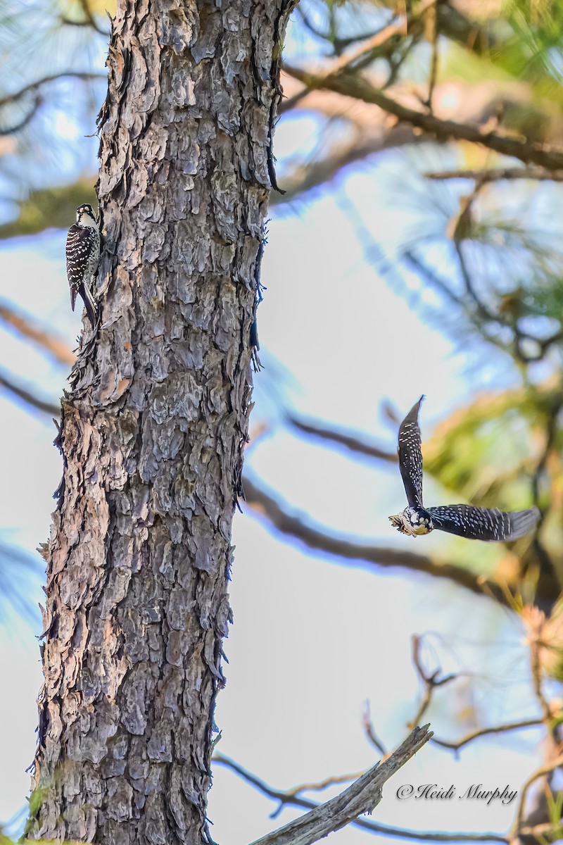 Red-cockaded Woodpecker - ML620237368