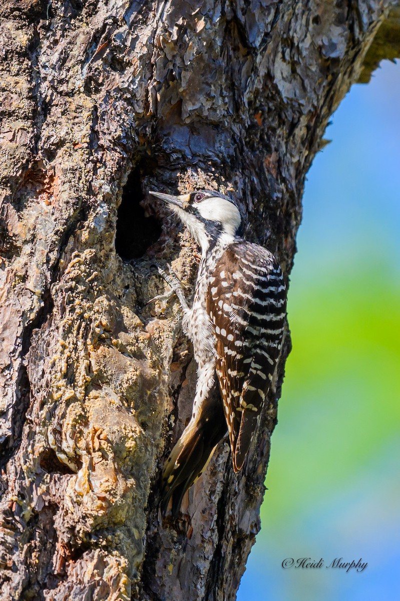 Red-cockaded Woodpecker - ML620237370