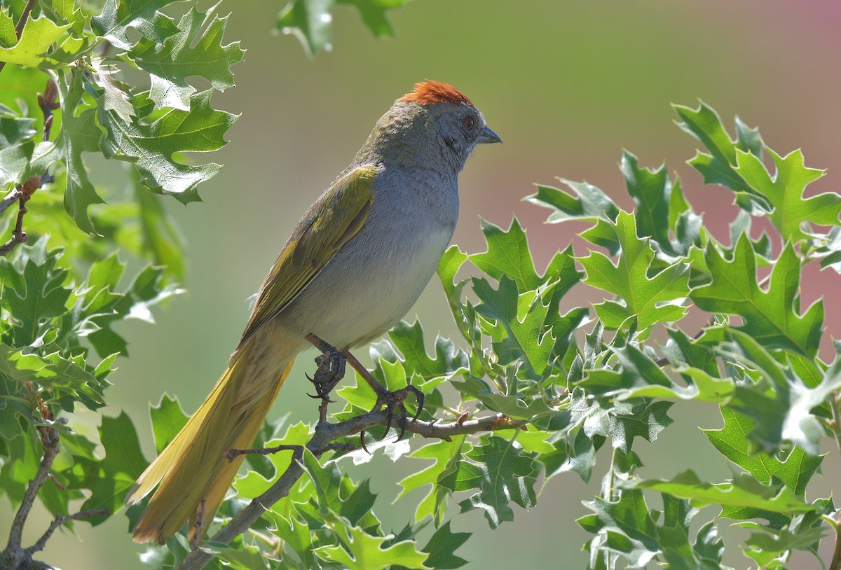 Green-tailed Towhee - ML620237378