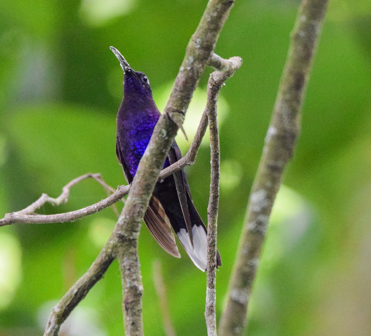 kolibřík fialkový - ML620237380