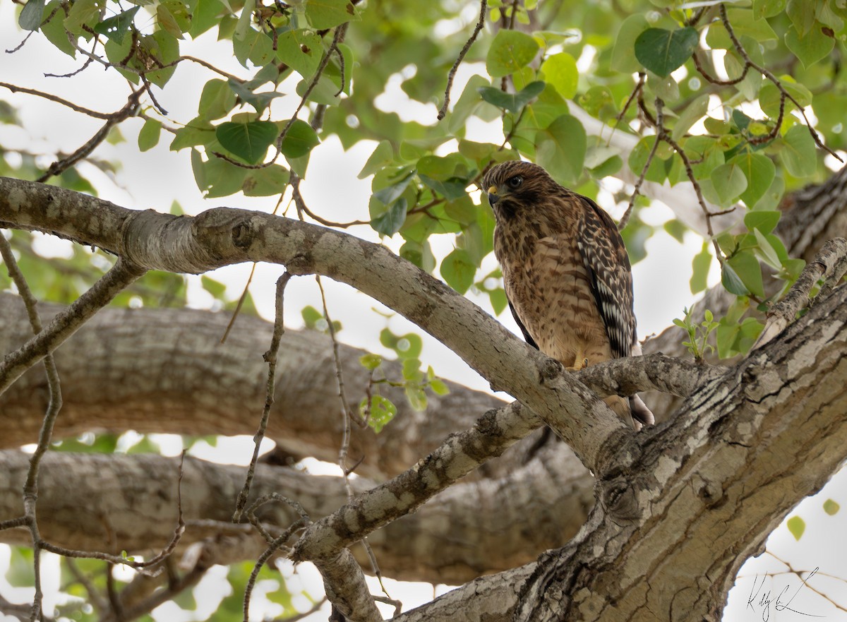 Red-shouldered Hawk - ML620237385