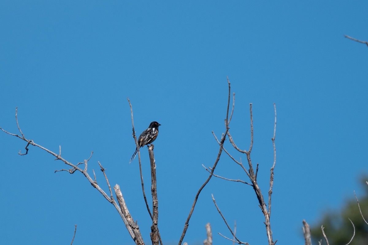 Spotted Towhee - ML620237389