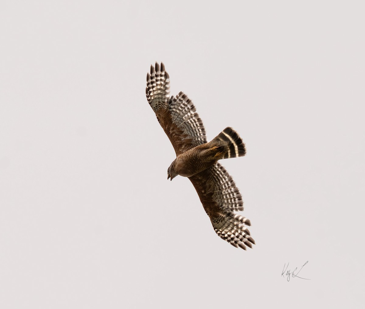 Red-shouldered Hawk - ML620237393