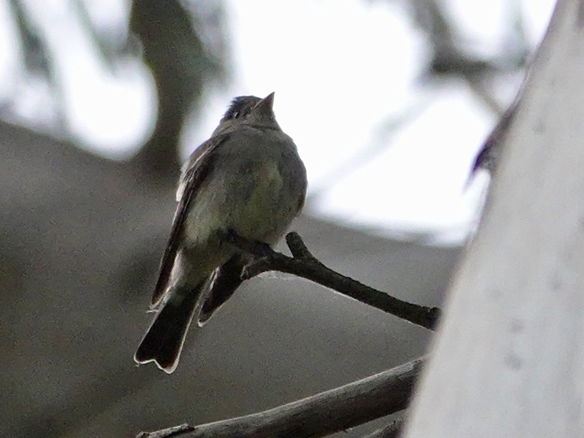 Eastern Wood-Pewee - ML620237396