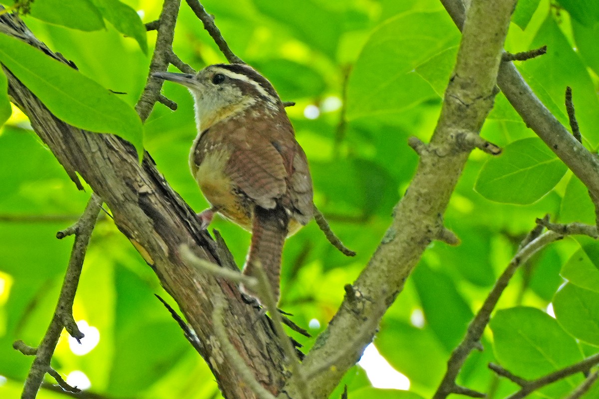 Carolina Wren - ML620237400