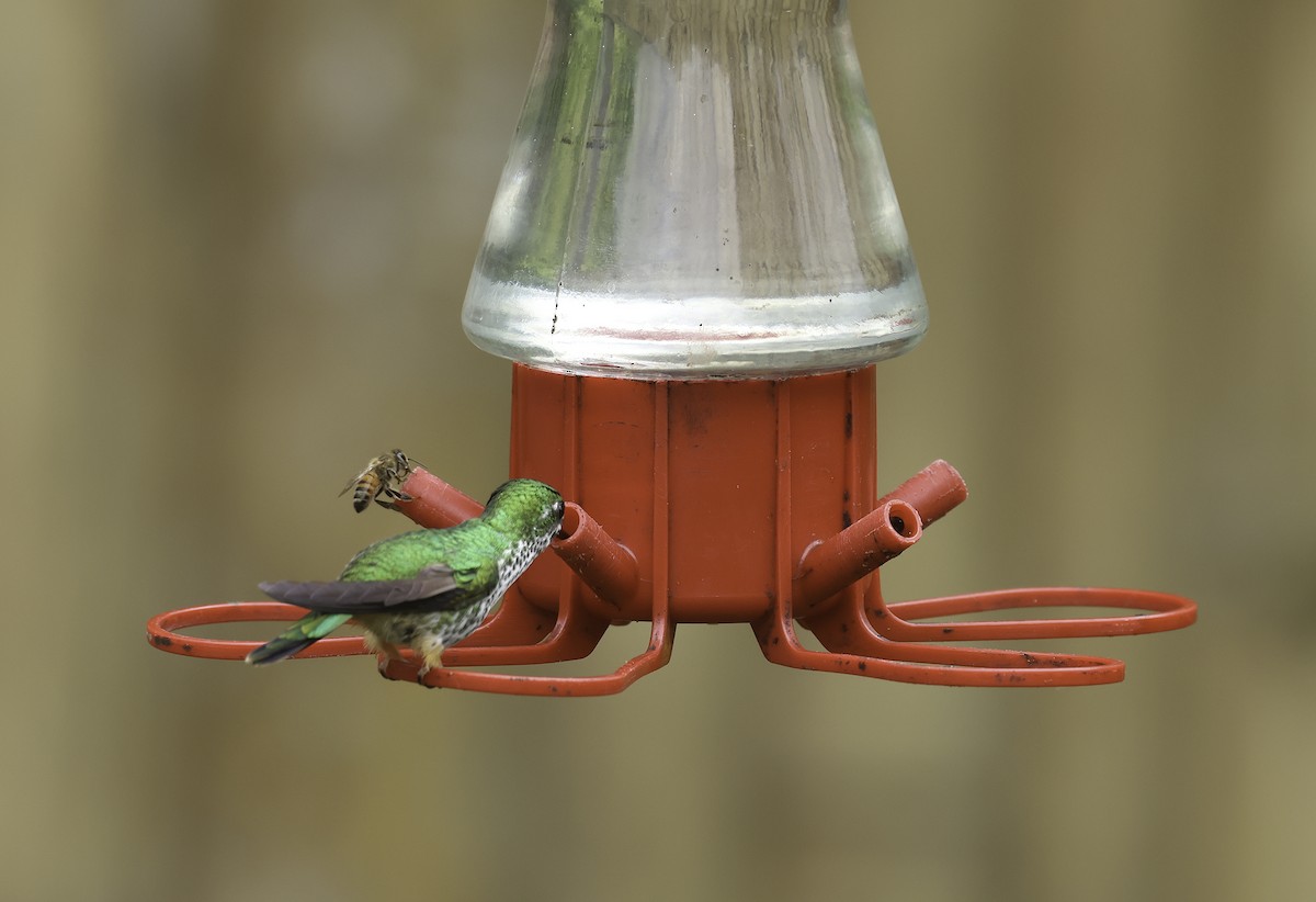 Colibrí de Raquetas Peruano - ML620237405