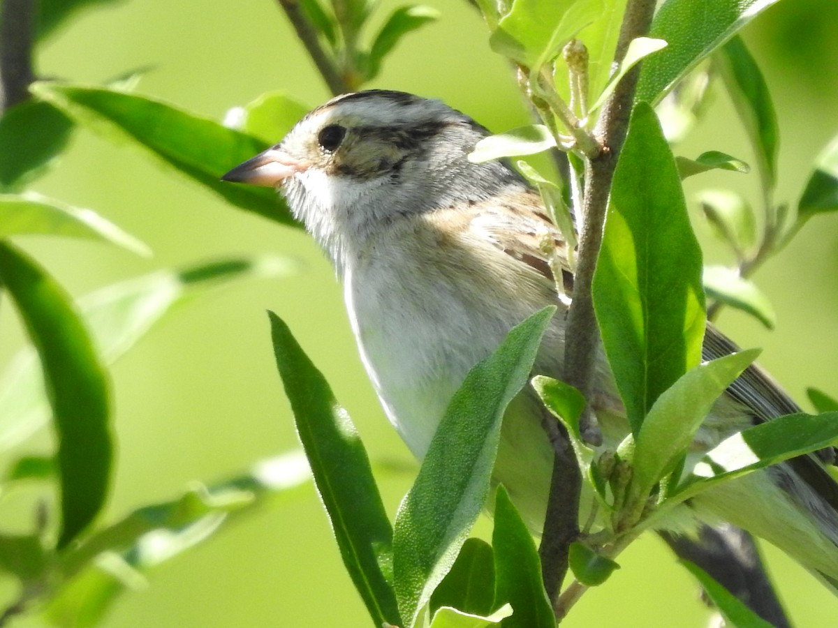Clay-colored Sparrow - ML620237416