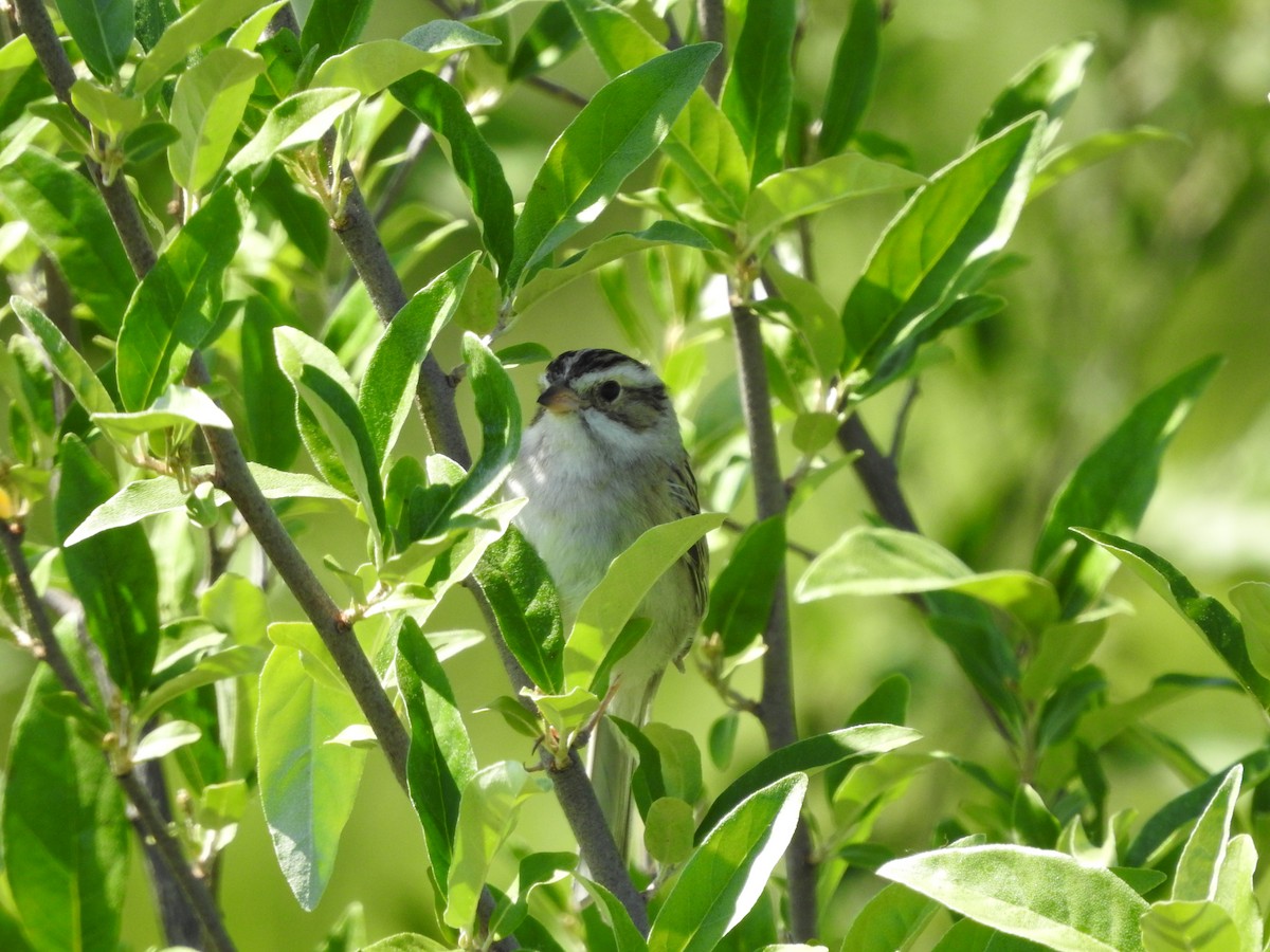 Clay-colored Sparrow - ML620237417