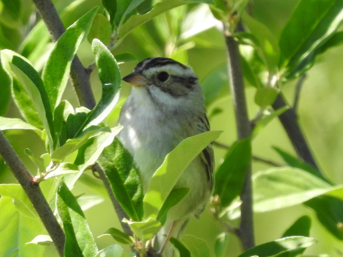 Clay-colored Sparrow - ML620237418