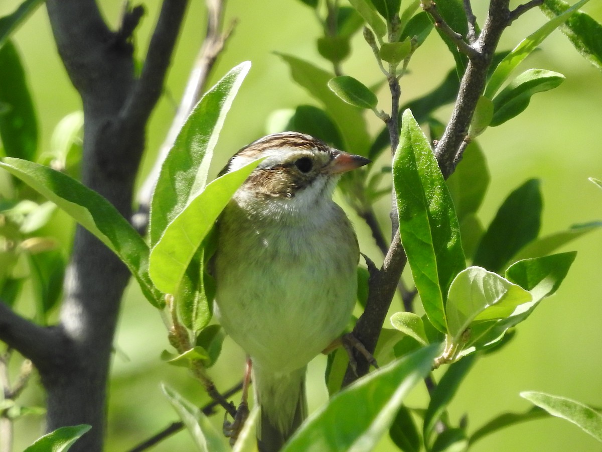Clay-colored Sparrow - ML620237419