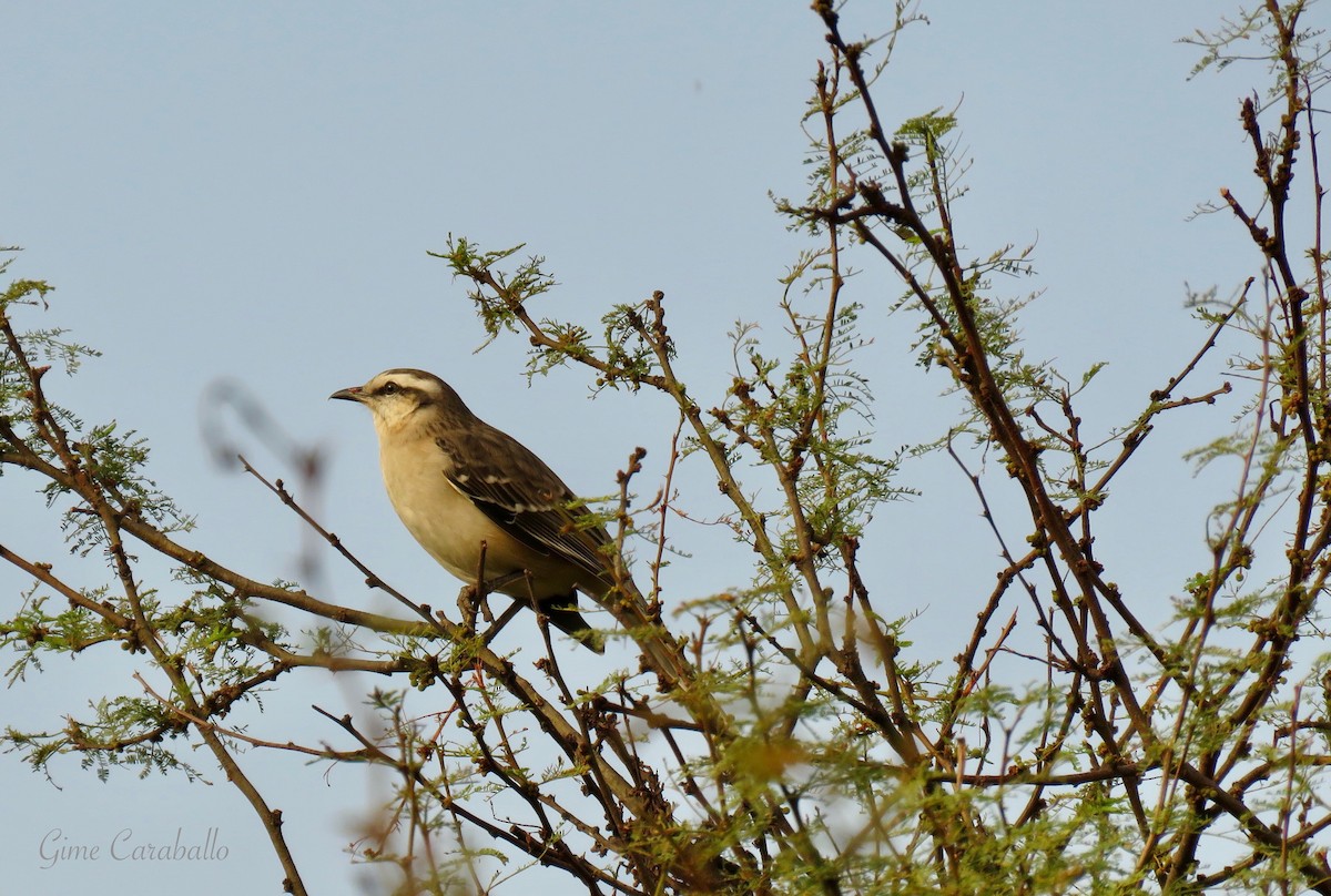 Chalk-browed Mockingbird - ML620237427