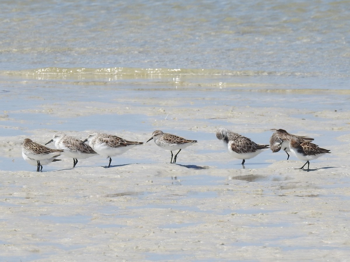 Semipalmated Sandpiper - ML620237429