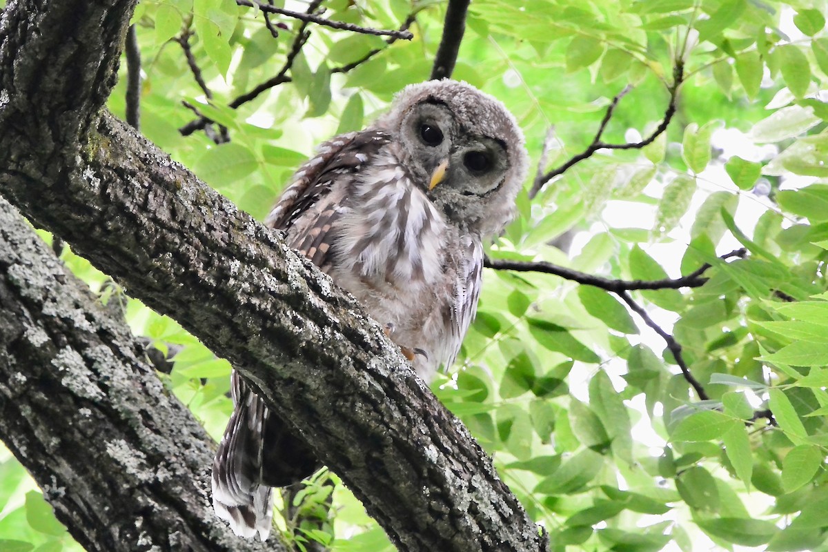 Barred Owl - Seth Honig