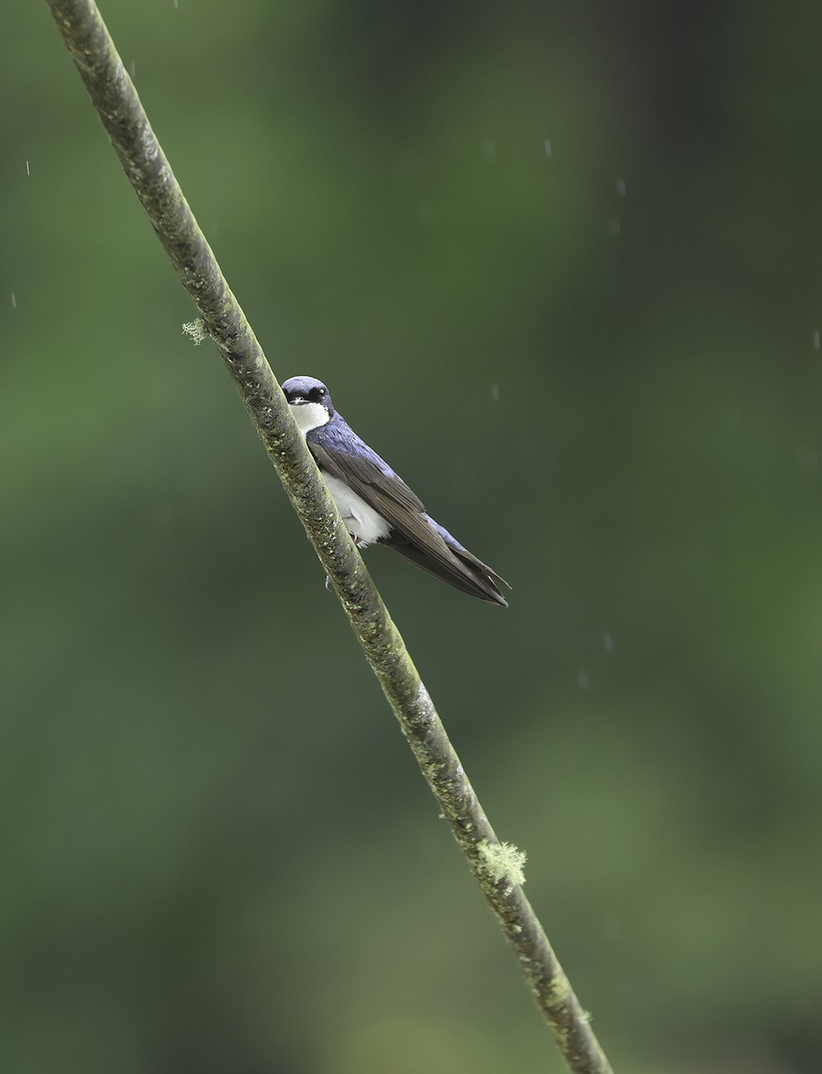 Blue-and-white Swallow (cyanoleuca) - Bill Hubick