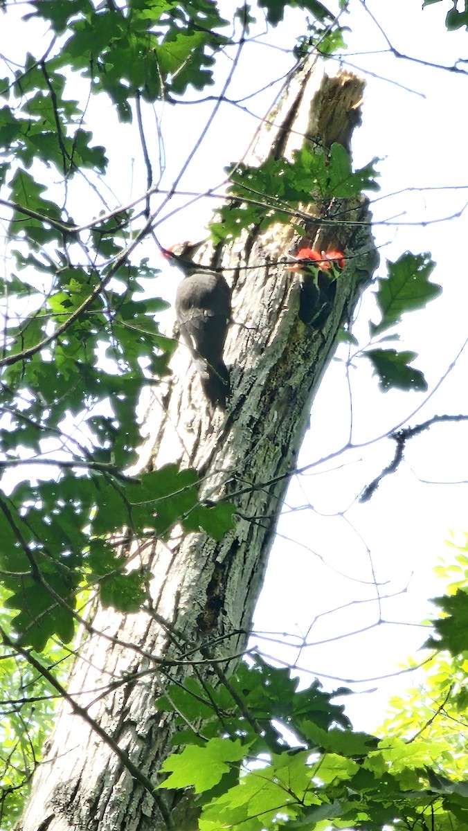 Pileated Woodpecker - ML620237438