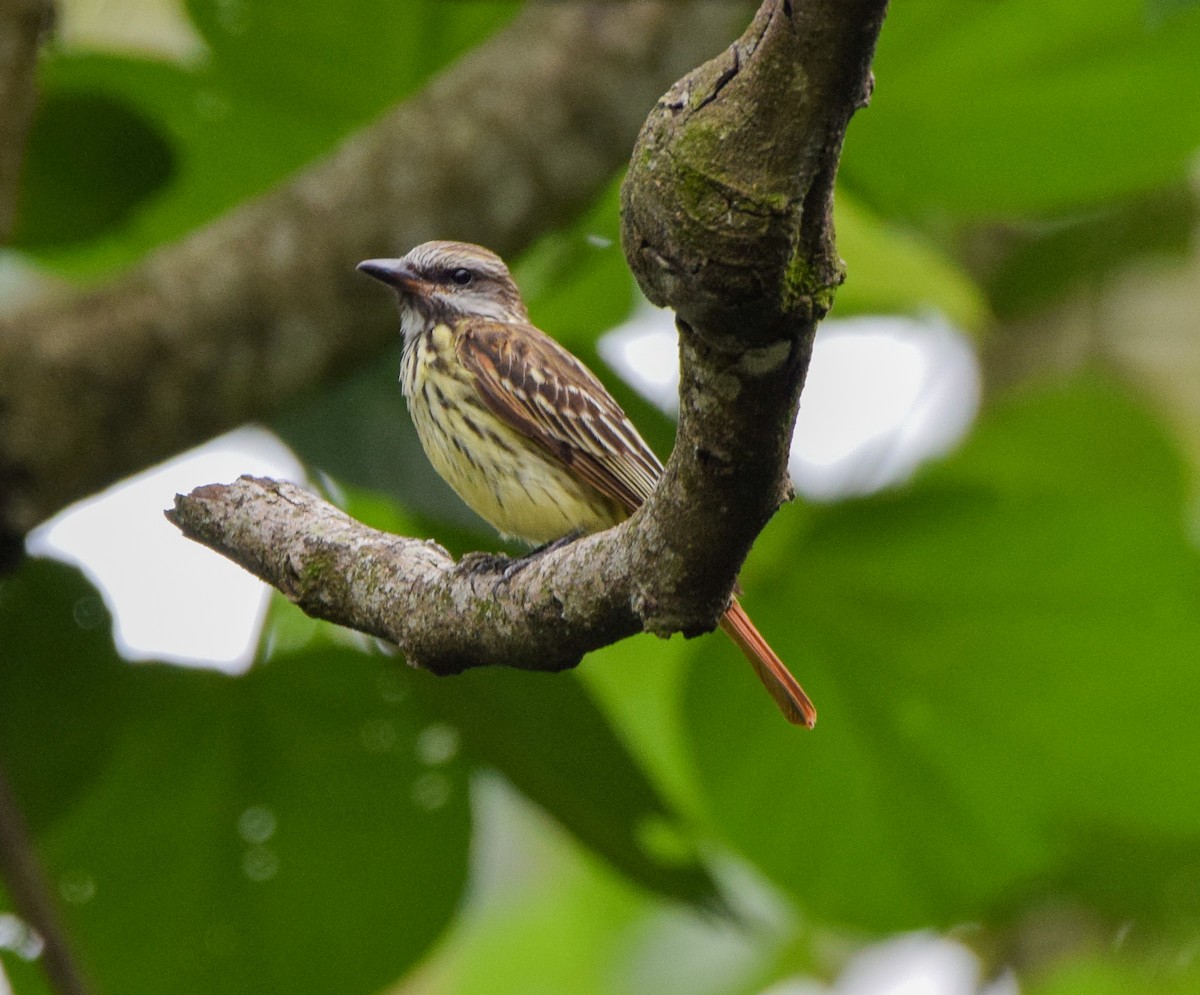 Sulphur-bellied Flycatcher - ML620237440