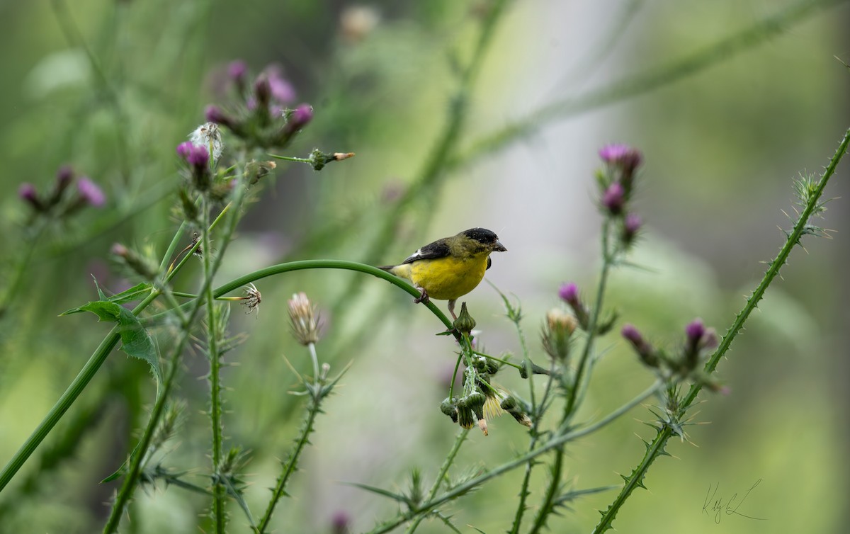 Lesser Goldfinch - ML620237441